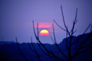 sun setting over the trees